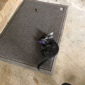 Meet your Posher, Miranda